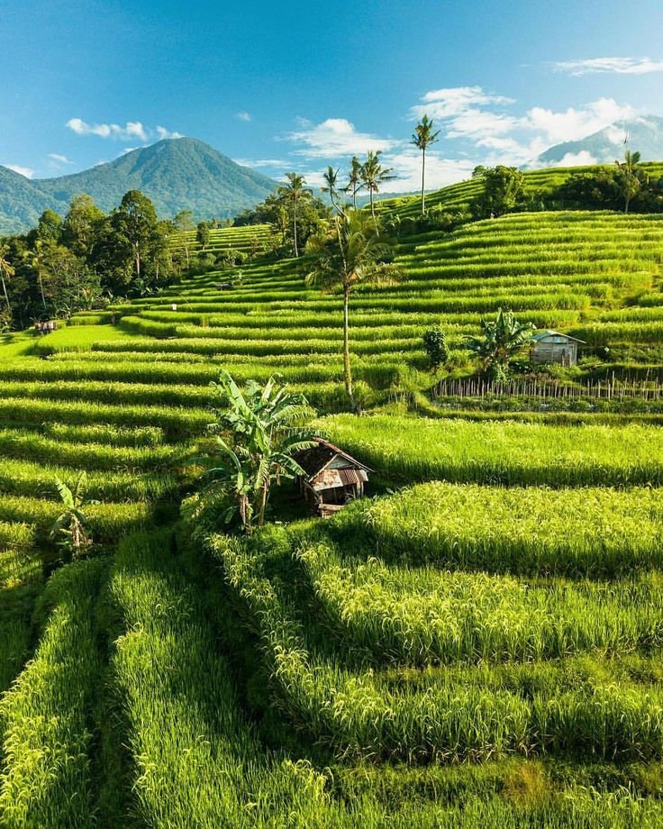 Butlers Service Bali: For your premium service